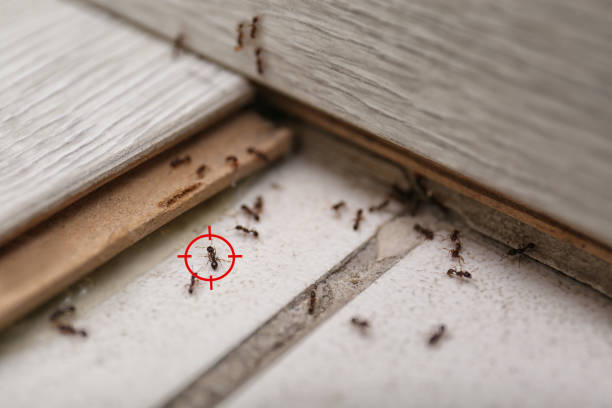 Best Emergency Pest Control  in Walnut Creek, NC